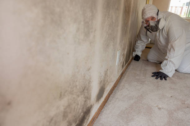 Best Black Mold Removal  in Belton, MO